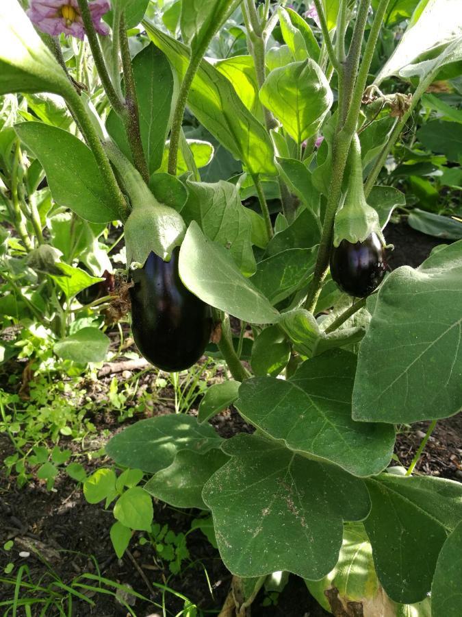 Green Vagon, Farm B&B Rooms For Rent Hjørring المظهر الخارجي الصورة